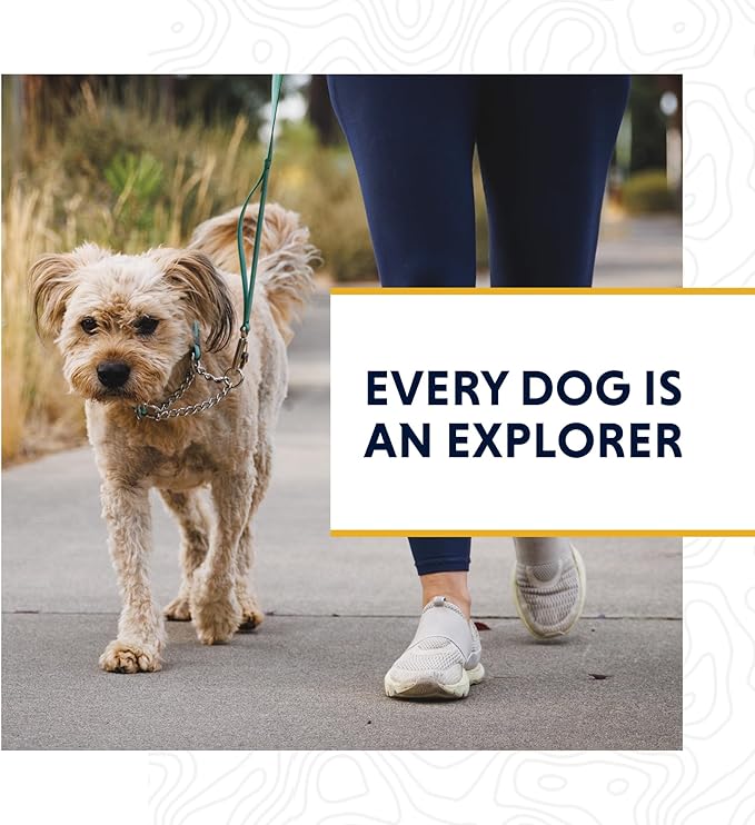 Ruffwear, Chain Reaction Dog Collar, Martingale Style for On-Leash Walking, Basalt Gray, 11"-14"