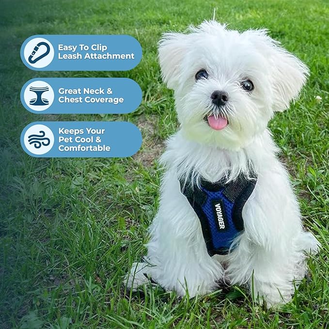 Voyager Step-in Lock Dog Harness w Reflective Dog Leash Combo Set with Neoprene Handle 5ft - Supports Small, Medium and Large Breed Puppies/Cats by Best Pet Supplies - Royal Blue/Black Trim, XS