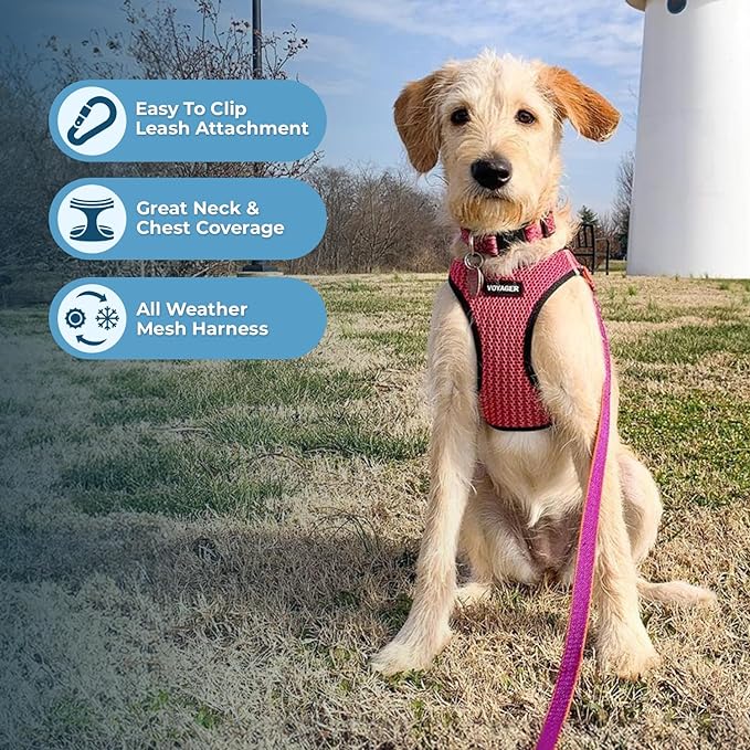 Voyager Step-in Air Dog Harness - All Weather Mesh, Reflective, No Pull Harness for Small, Medium Dogs, Cats - Secure with Hook & Loop Fastener, Buckle, Double D-Rings - Fuchsia 2-Tone, S
