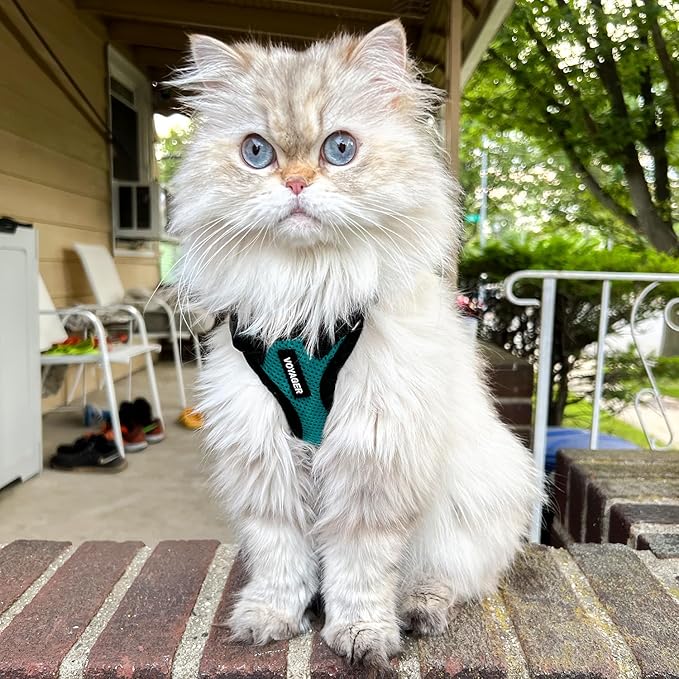 Voyager Step-in Lock Dog Harness w Reflective Dog Leash Combo Set with Neoprene Handle 5ft - Supports Small, Medium and Large Breed Puppies/Cats by Best Pet Supplies - Turquoise/Black Trim, M