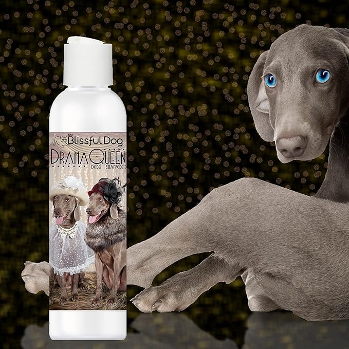 The Blissful Dog Weimaraner Drama Queen Dog Shampoo, 4 oz.