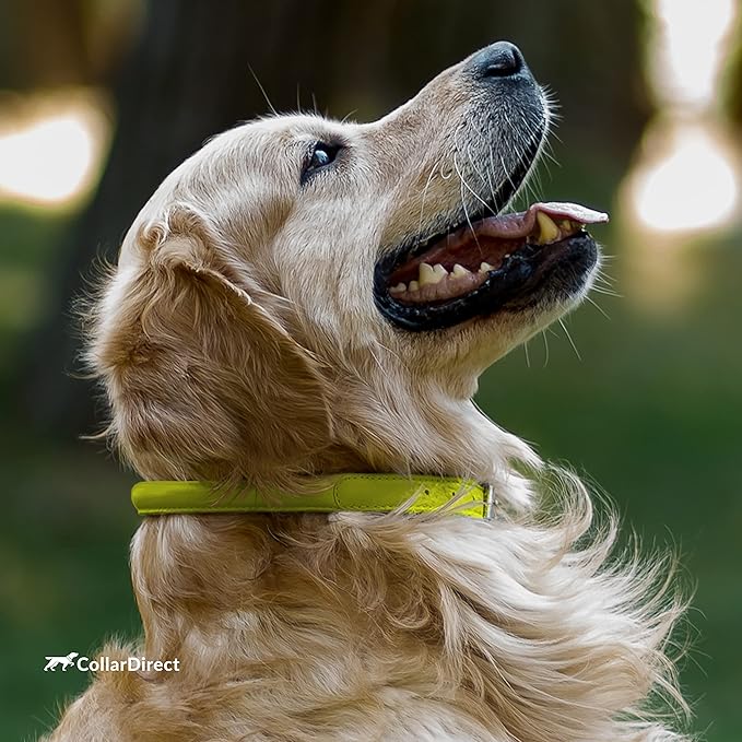 CollarDirect Rolled Leather Dog Collar, Soft Padded Round Puppy Collar, Handmade Genuine Leather Collar Dog Small Large Cat Collars 13 Colors (6-7 Inch, Lime Green Textured)