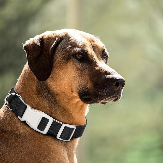 Plutus Pet Cotton Dog Collar, Heavy Duty Collar with Soft Padding, Adjustable and Comfortable for Small Medium and Large Dogs, Black, M