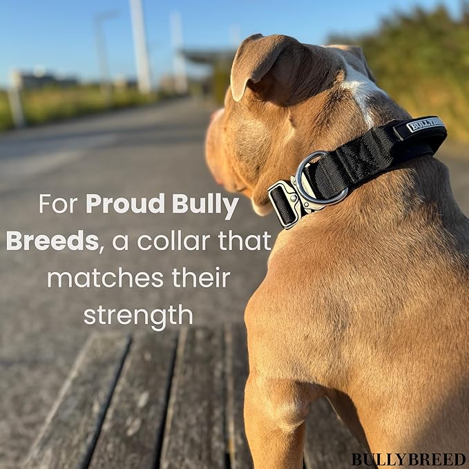 BULLYBREED Premium Dog Colar with Handle, Heavy Duty Dog Collar, Tactical Dog Collar, Quick-Release Metal Buckle, Puppy Collar, Dog Collar for Small Dogs, Dog Collar for Medium Dogs (Black, Small)
