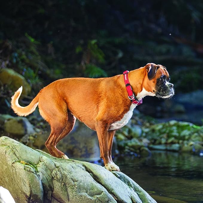 EzyDog Double Up Premium Nylon Dog Collar with Reflective Stitching - Double D-Rings for Superior Strength, Safety, and Comfortability - Non-Rusting and Includes an ID Attachment (Small, Bubble Gum)