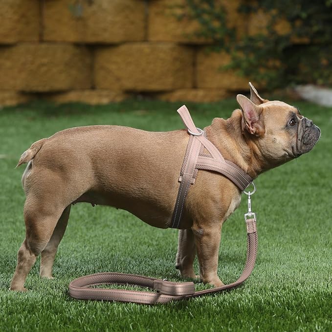 Plutus Pet No Pull Dog Harness with Breathable Mesh Padded, Adjustable Reflective Escape Proof Dog Harness, Quick Fit Dog Vest Harness for Small Medium Large Dogs(XS, Beige)