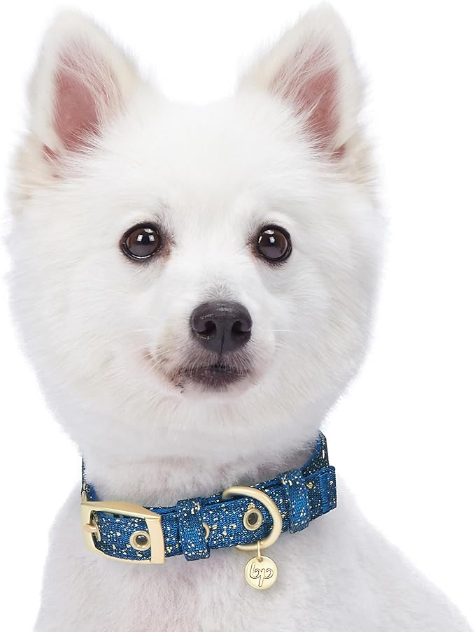 Blueberry Pet 4 Colors Glam Life Gold Stamping Lace Adjustable Dog Collar in Classy Navy, Neck 9-12.5", for Small Breed