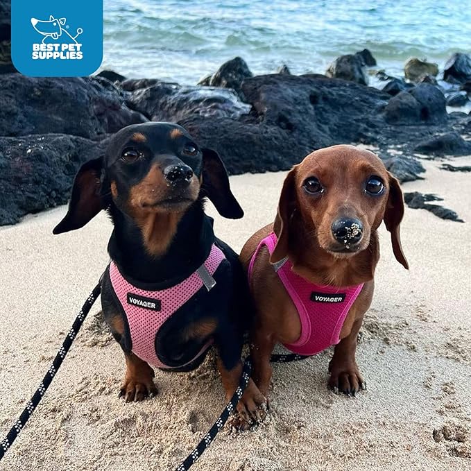Voyager Step-in Air Dog Harness - All Weather Mesh, Reflective, No Pull Harness for Small, Medium Dogs, Cats - Secure with Hook & Loop Fastener, Buckle, Double D-Rings - Fuchsia, S