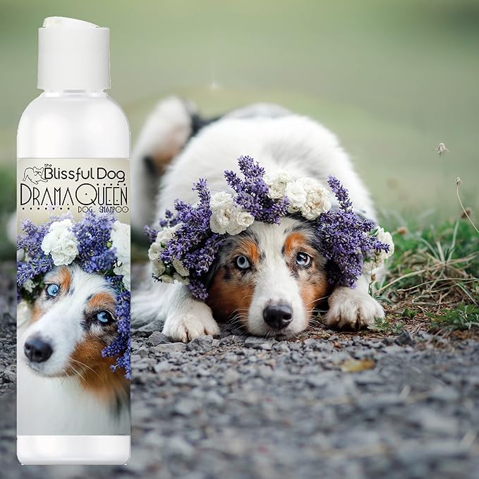 The Blissful Dog Australian Shepherd Drama Queen Shampoo, 16 oz.