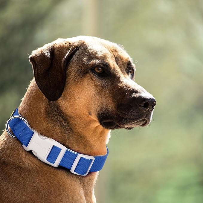 Plutus Pet Cotton Dog Collar, Heavy Duty Collar with Soft Padding, Adjustable and Comfortable for Small Medium and Large Dogs, Royal Blue, S