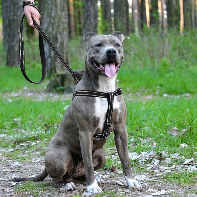 CollarDirect Reflective Dog Harness Step in Small Medium Large for Outdoor Walking, Comfort Adjustable Harnesses for Dogs Puppy Pink Black Red Purple Mint Green Orange Blue (Small, Black)