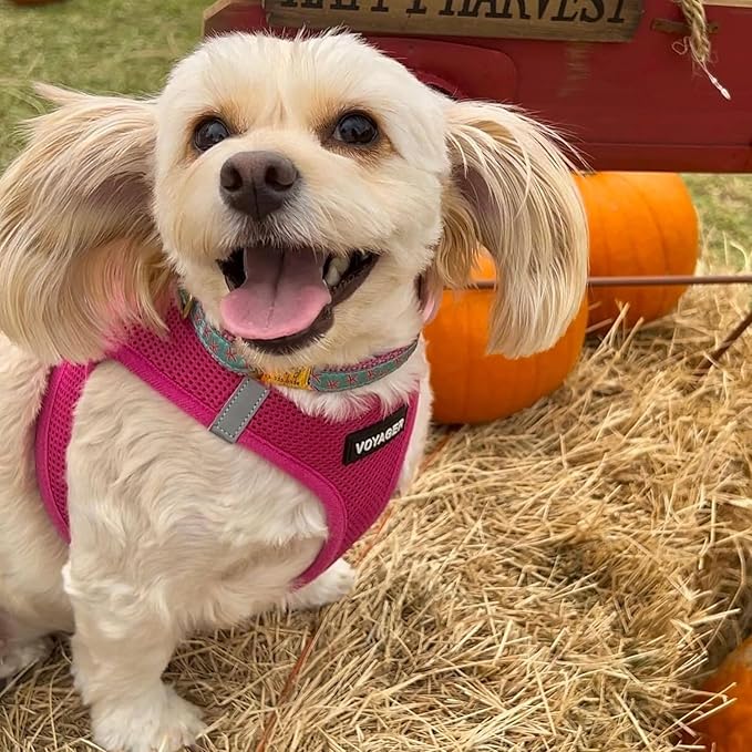 Voyager Step-in Air Dog Harness - All Weather Mesh, Reflective, No Pull Harness for Small, Medium Dogs, Cats - Secure with Hook & Loop Fastener, Buckle, Double D-Rings - Fuchsia, M