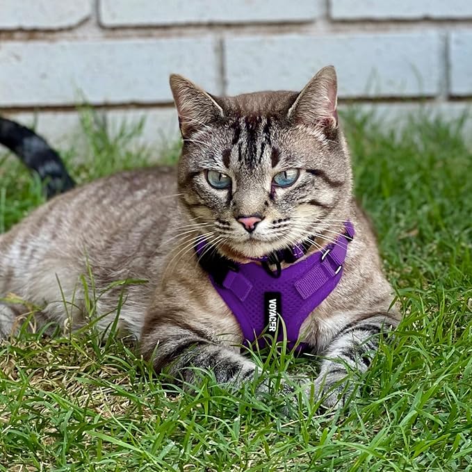 Voyager Step-in Lock Dog Harness w Reflective Dog Leash Combo Set with Neoprene Handle 5ft - Supports Small, Medium and Large Breed Puppies/Cats by Best Pet Supplies - Purple, XS