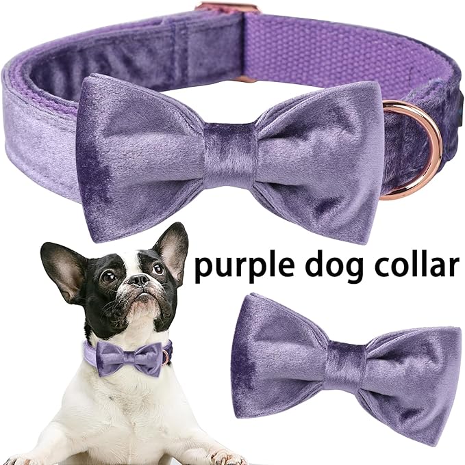 ARING PET Bowtie Dog Collar-Velvet Dog Collars with Removable Bowtie, Cute &Comfortable Purple Dog Collar,Medium.