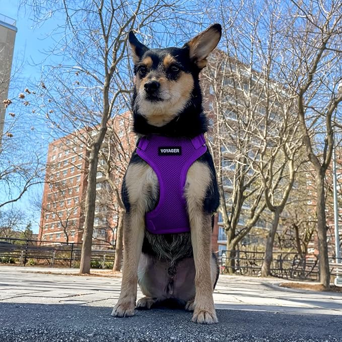 Voyager Step-in Lock Dog Harness w Reflective Dog Leash Combo Set with Neoprene Handle 5ft - Supports Small, Medium and Large Breed Puppies/Cats by Best Pet Supplies - Purple, XS