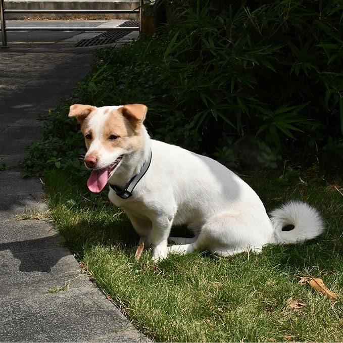 Waterproof Dog Collar Quick Release Buckle, Dog Collar with Reflective Strip Adjustable for Medium Large Dogs (Matt Black 1" W 15-20" L) (Matt Black, Large)
