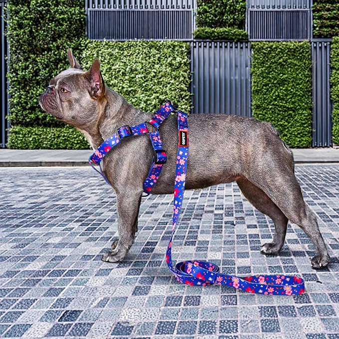 QQPETS Dog Harness Leash Set Adjustable Heavy Duty No Pull Halter Harnesses for Small Medium Large Breed Dogs Back Clip Anti-Twist Perfect for Walking (M(19"-26" Chest Girth), Cornflower Blue)