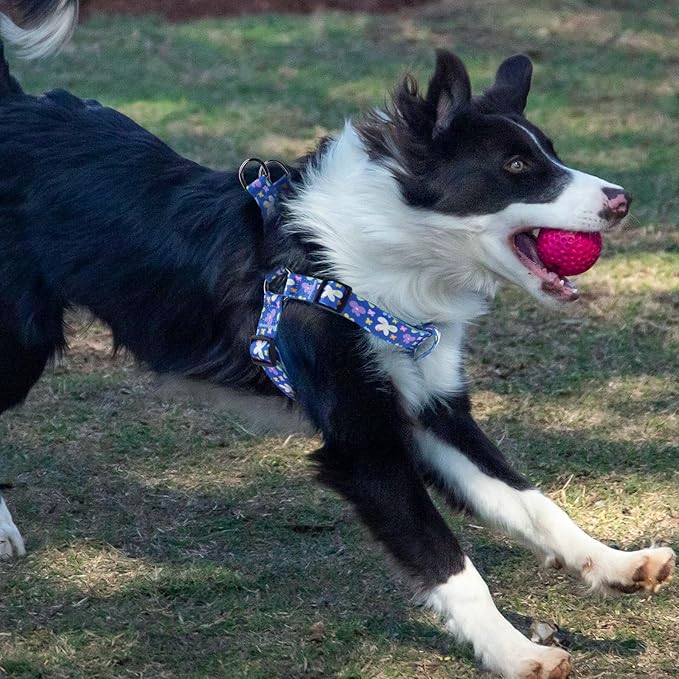 QQPETS Dog Harness Leash Set Adjustable Heavy Duty No Pull Halter Harnesses for Small Medium Large Breed Dogs Back Clip Anti-Twist Perfect for Walking