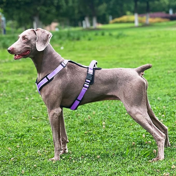 Patas Lague No Pull Dog Harness for Small Medium Dogs, Soft Adjustable Step in No Choke Dog Harness and Leash Set, Reflective Solid Dog Vest Harness with Buckle Lock, Purple L