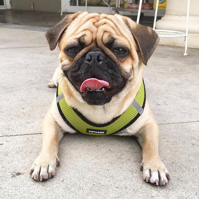 Voyager Step-in Air Dog Harness - All Weather Mesh, Reflective, No Pull Harness for Small, Medium Dogs, Cats - Secure with Hook & Loop Fastener, Buckle, Double D-Rings - Lime Green/Black Trim, XXXS