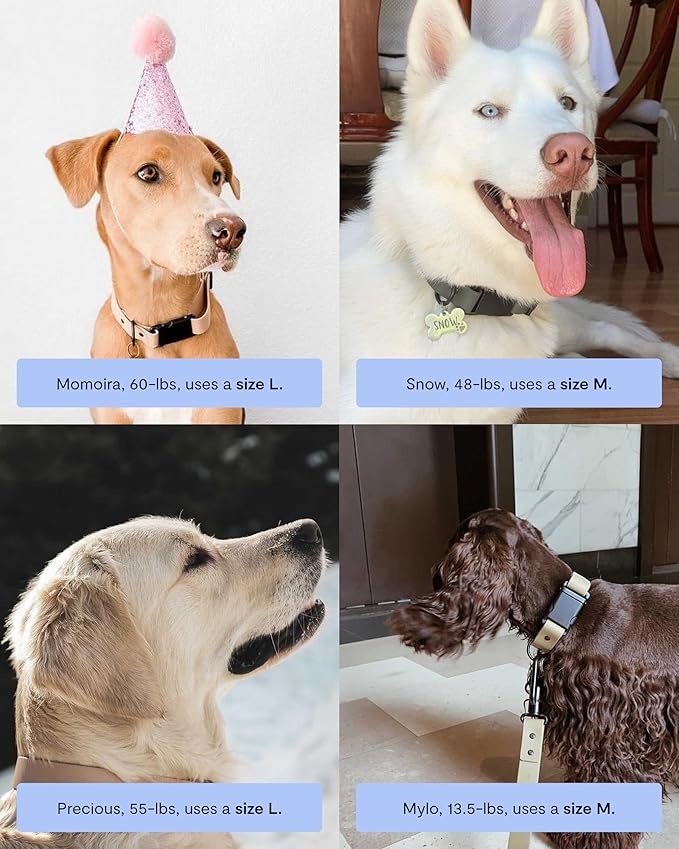 FABLE Signature Collar - Lightweight, Waterproof, & Durable Dog Collar - Coated Webbing Collar with Aluminum Buckle - Easy On/Off & Re-Sizing - Easy to Clean - Slate - Small