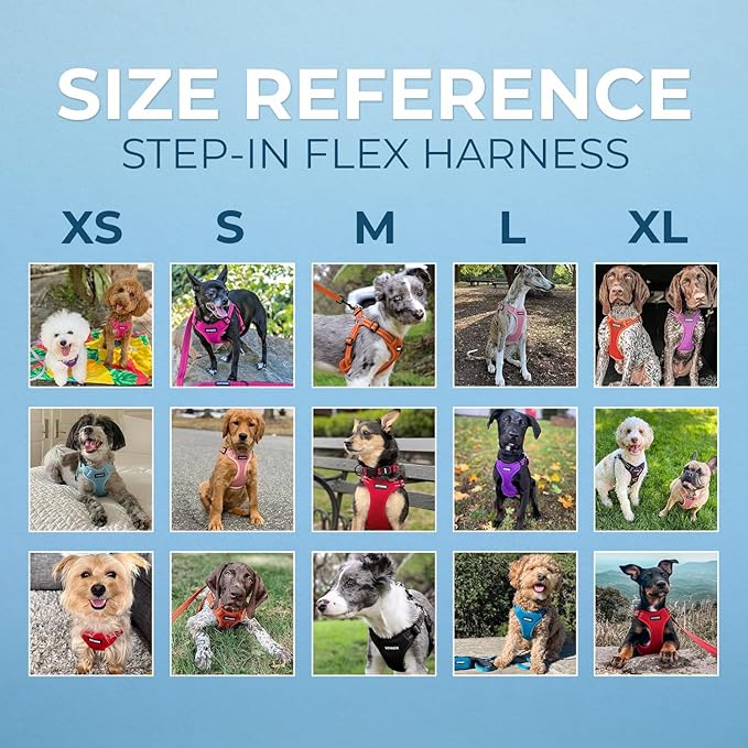 Best Pet Supplies Voyager Adjustable Dog Harness Leash Set with Reflective Stripes for Walking Heavy-Duty Full Body No Pull Vest with Leash D-Ring, Breathable All-Weather - Harness (Turquoise), M