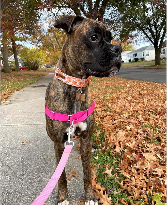 Lionheart glory Halloween Dog Collars Pumpkin Dog Collar Heavy Duty Adjustable Fall Dog Collar for Small Collar Dog Female or Male Dog Collar