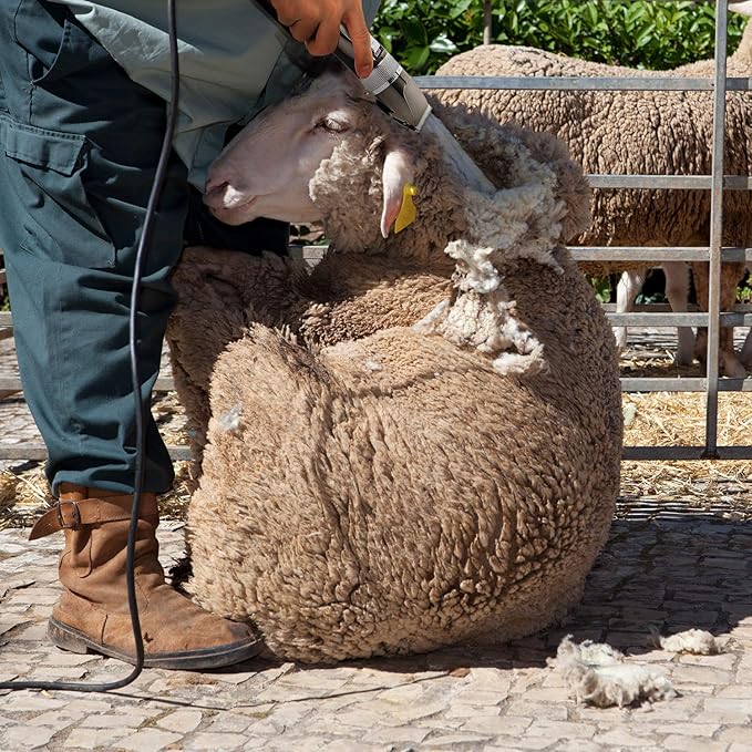 Mudder Electric Goat Clipper 12V High Power Dog Shaver Clipper for Grooming Low Noise Plug-in Pet Trimmer Grooming Clipper with 4 Guide Comb 1 Replacement Cutter Head 1 Cleaning Brush (Black)