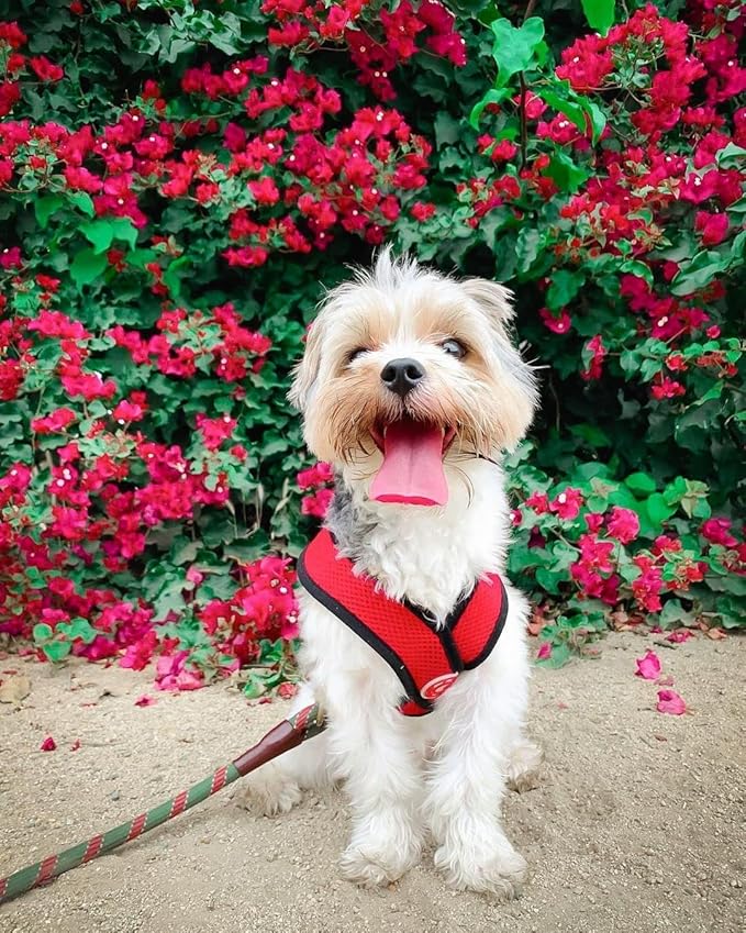 Gooby Comfort X Head in Harness - Red, Medium - No Pull Small Dog Harness, Patented Choke-Free X Frame - Perfect on The Go Dog Harness for Medium Dogs No Pull or Small Dogs for Indoor and Outdoor Use