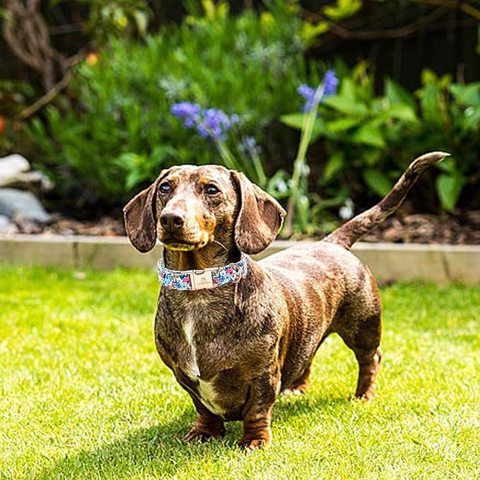 Lionheart glory Dog Collar Pink Flower Dogs Collar Spring Summer Cute Collars Dog Girl or Boy Soft Durable Adjustable Dog Collars for Large Dogs Pet Gift