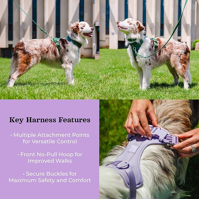 Dog Harness and Leash Set | BearBone No Pull Dog Harness and Waterproof Dog Collar and Leash Set | Heavy Duty Dog Harness, Leash and Collar | Small Dog Harness and Leash Set (Lilac, Small)