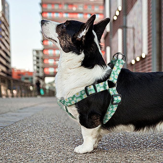 QQPETS Dog Harness Leash Set Adjustable Heavy Duty No Pull Halter Harnesses for Small Medium Large Breed Dogs Back Clip Anti-Twist Perfect for Walking