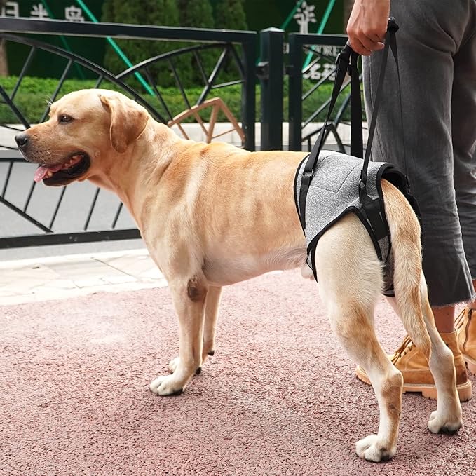 Dotoner Dog Sling for Large Dogs Hind Leg Support to Help Rehabilitate The Hind Limbs of Elderly Dogs with Weak Hind Legs Disabilities and Injuries Dog Harness Helps Arthritis ACL Recovery（S,Grey）