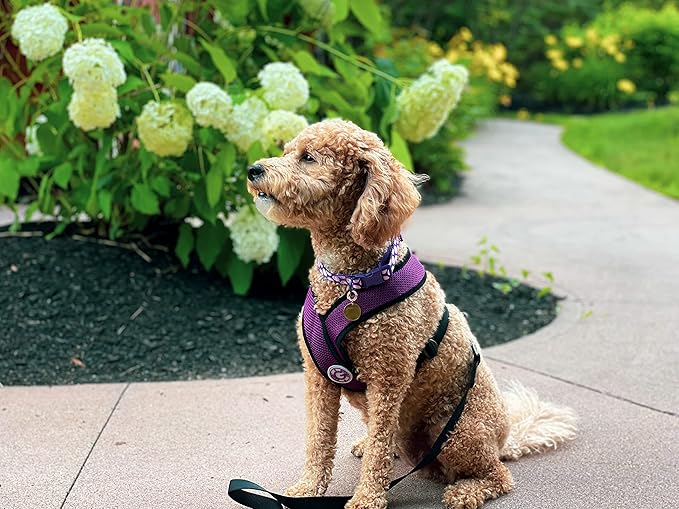 Gooby Comfort X Head In Harness - Purple, Large - No Pull Small Dog Harness Patented Choke-Free X Frame - Perfect on the Go Dog Harness for Medium Dogs No Pull or Small Dogs for Indoor and Outdoor Use