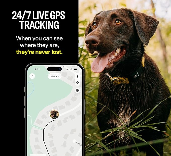 Fi Series 3 Smart Dog Collar - GPS Dog Tracker and Activity & Fitness Monitor, Waterproof, LED Light, Escape Alerts, Nationwide Coverage [Free 6 Month Membership] (Blue, Small)