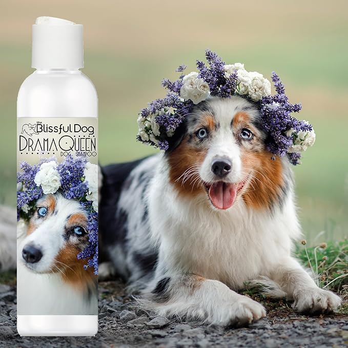 The Blissful Dog Australian Shepherd Drama Queen Shampoo, 16 oz.