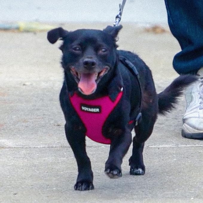 Voyager Step-in Lock Dog Harness w Reflective Dog Leash Combo Set with Neoprene Handle 5ft - Supports Small, Medium and Large Breed Puppies/Cats by Best Pet Supplies - Fuchsia/Black Trim, XS