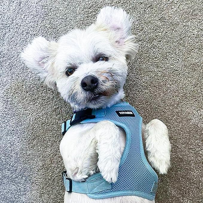 Voyager Step-in Lock Pet Harness - All Weather Mesh, Adjustable Step in Harness for Cats and Dogs by Best Pet Supplies - Baby Blue, XL