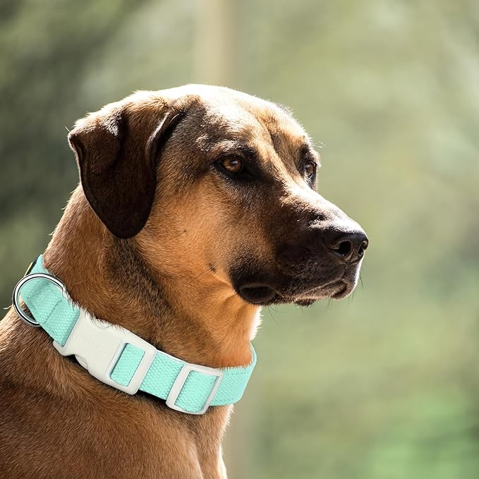 Plutus Pet Cotton Dog Collar, Heavy Duty Collar with Soft Padding, Adjustable and Comfortable for Small Medium and Large Dogs, Light Cyan, S