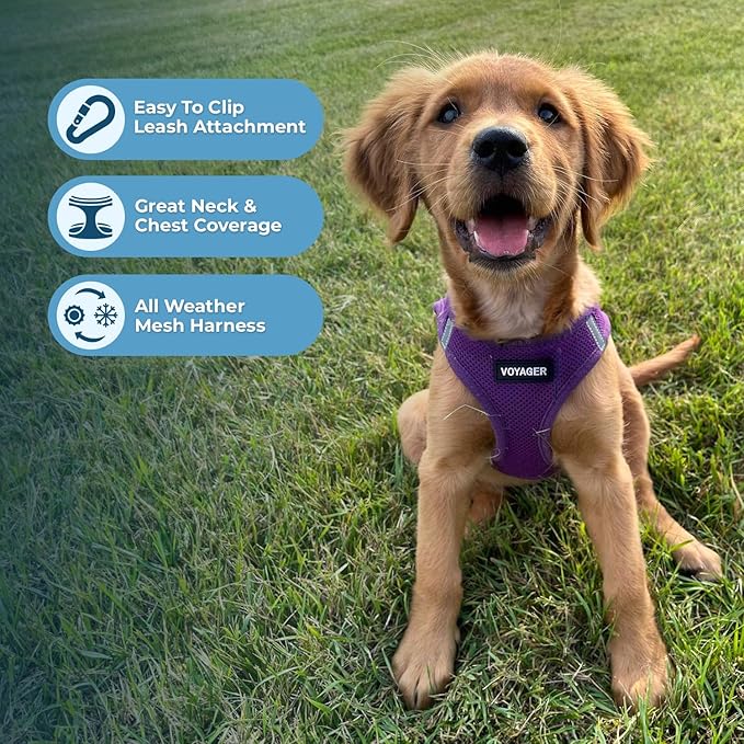 Voyager Step-in Air Dog Harness - All Weather Mesh, Reflective, No Pull Harness for Small, Medium Dogs, Cats - Secure with Hook & Loop Fastener, Buckle, Double D-Rings - Purple, XXS