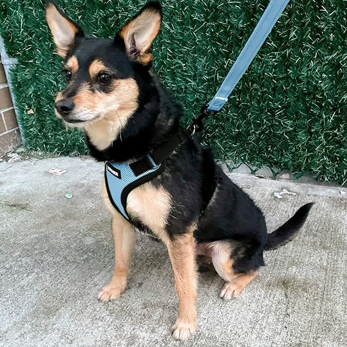 Voyager Step-in Lock Dog Harness w Reflective Dog Leash Combo Set with Neoprene Handle 5ft - Supports Small, Medium and Large Breed Puppies/Cats by Best Pet Supplies - Baby Blue/Black Trim, M