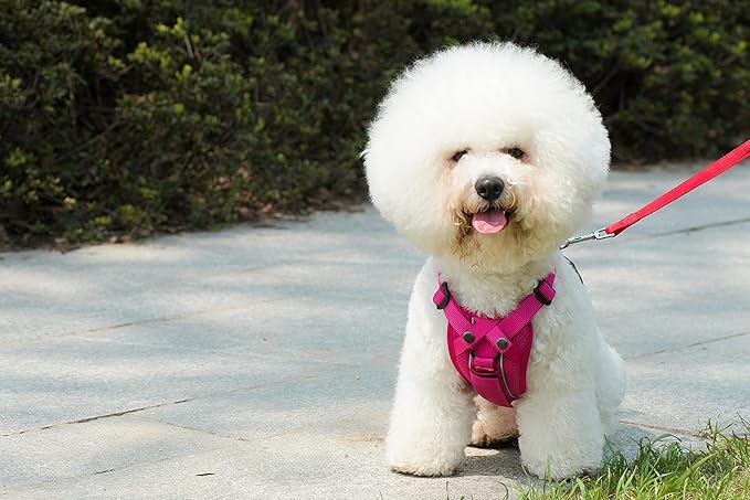 Voyager Freestyle 4-in-1 Dog Harness - Patent Pending Adjustable Webbing Harness with Removable Padding for Small to Large Dogs by Best Pet Supplies - Red, XS