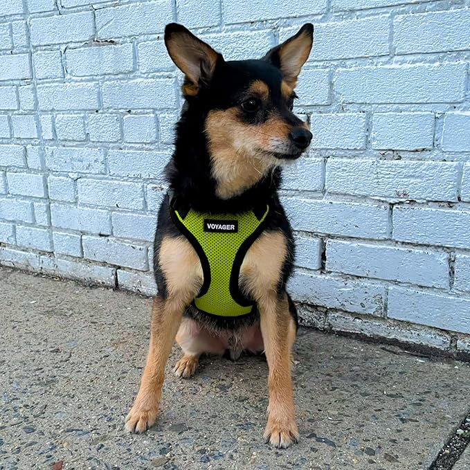 Voyager Step-in Lock Pet Harness - All Weather Mesh, Adjustable Step in Harness for Cats and Dogs by Best Pet Supplies - Lime Green/Black Trim, XS