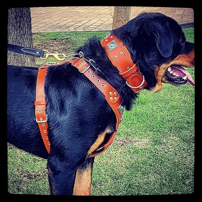 Bestia EROS Black Big Dog Chest Plate Leather Harness. Padded. Handmade in Europe!