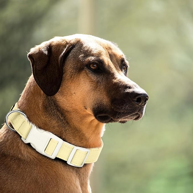 Plutus Pet Cotton Dog Collar, Heavy Duty Collar with Soft Padding, Adjustable and Comfortable for Small Medium and Large Dogs, Light Yellow, S