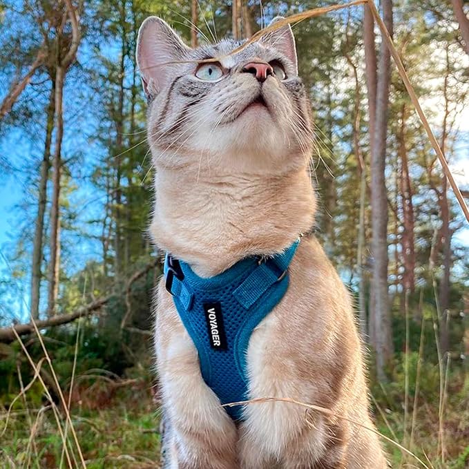 Voyager Step-in Lock Dog Harness w Reflective Dog Leash Combo Set with Neoprene Handle 5ft - Supports Small, Medium and Large Breed Puppies/Cats by Best Pet Supplies - Turquoise, M