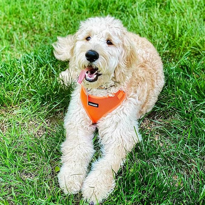 Voyager Step-in Lock Pet Harness - All Weather Mesh, Adjustable Step in Harness for Cats and Dogs by Best Pet Supplies - Orange, XS