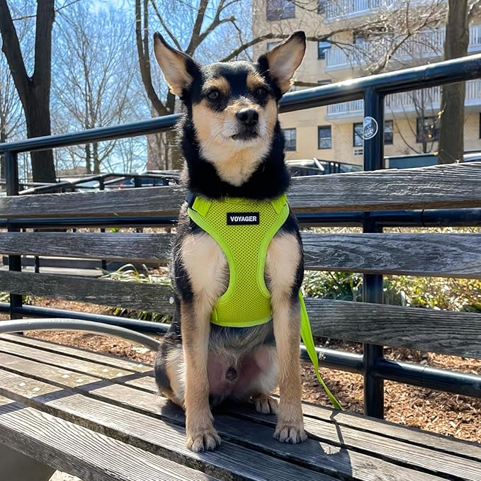 Voyager Step-in Lock Pet Harness - All Weather Mesh, Adjustable Step in Harness for Cats and Dogs by Best Pet Supplies - Lime Green, M