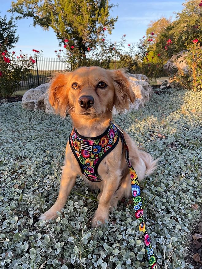 Lucky Love Dog, Soft Reversible Dog Vests, Stylish Dog Accessory (Blackbird, Large)