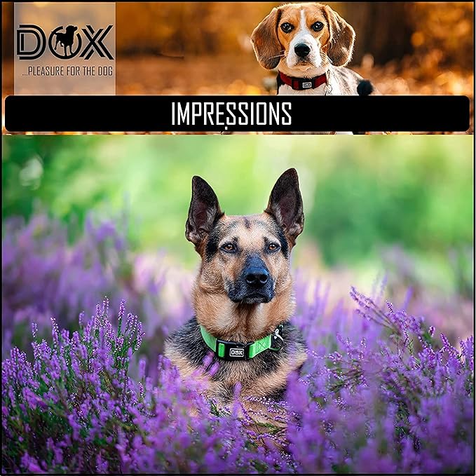 DDOXX Reflective Nylon Dog Collar - Strong and Adjustable Collars Dogs - L (Bue)
